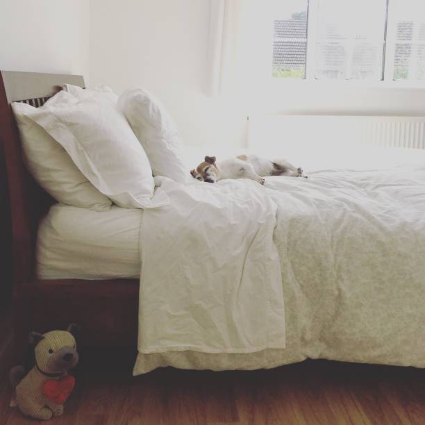 Jack Russell Terrier dog sleeping on a double bed in bedroom