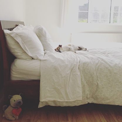 A senior dog sleeping in bedroom on a double bed
