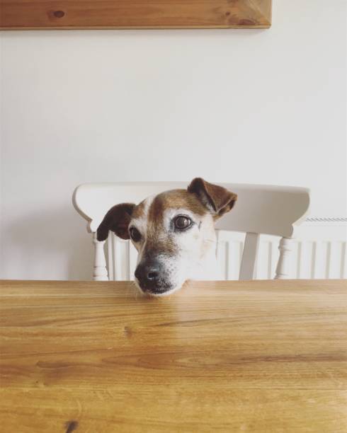 istock Jack Russell Terrier dog waiting for her meal on dining table 1078581344
