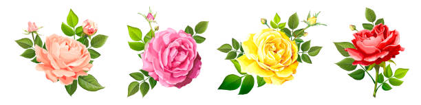 schöne rose blume - rose colored stock-grafiken, -clipart, -cartoons und -symbole