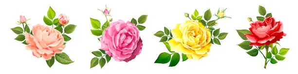 Vector illustration of Lovely rose flower