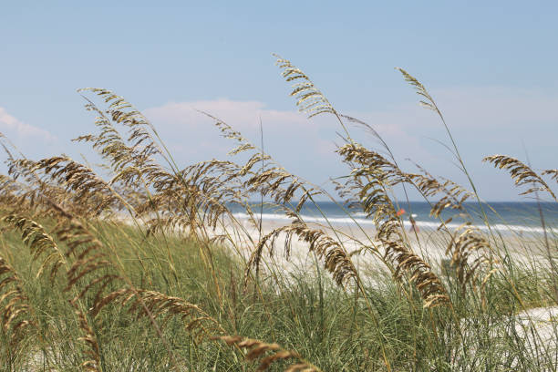 istock sea oats on a beach 1078583944