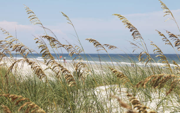istock sea oats on a beach 1078583946