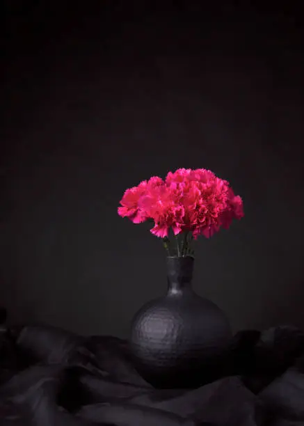 Luxurious classic pink carnation flower still life in a black vase on black velvet.
