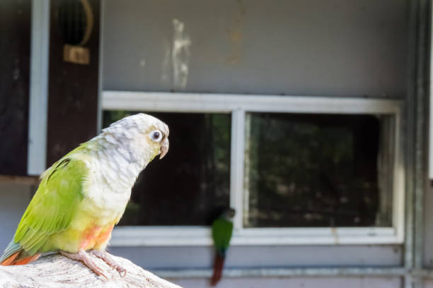 juvenile green cheek parakeet in closeup, still white colored