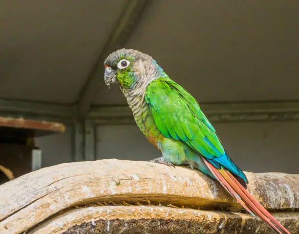 Photo of green cheeked parakeet from a side view, a tropical and colorful pet from brazil