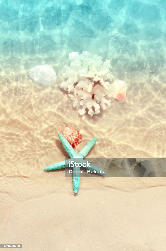 Estrellas De Mar Y Conchas En La Playa De Verano En Agua De Mar Fondo De Verano Horario De Verano Foto de stock y más banco de imágenes de Agua - iStock Estrellas De Mar Y Conchas En La Playa De Verano En Agua De Mar Fondo De Verano Horario De Verano Foto de stock y más banco de imágenes de Agua - iStock