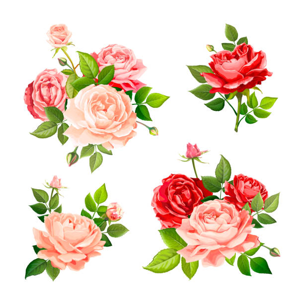 Lovely rose flower Set of beautiful bouquets flowers of red, pink and gentle peach blooming roses with leaves and buds, isolated on a white background. Floral design elements. Vector illustration in watercolor style peach flower stock illustrations