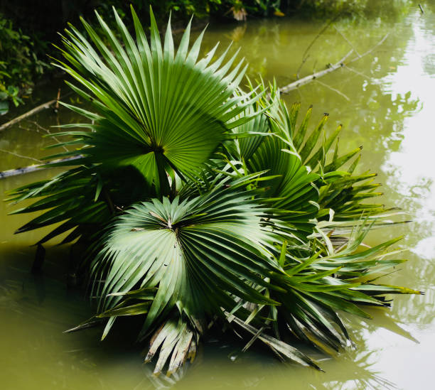 istock Green tree leaves in the water unique photo 1078594986