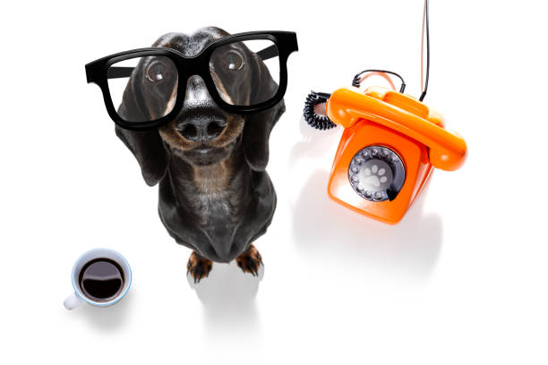 istock office worker businessman sausage dachshund dog 1078595172