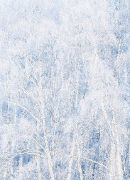 istock Trees in morning frost 1078597378