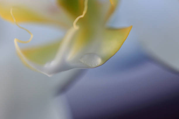 istock close-up orchid with white background 1078597860