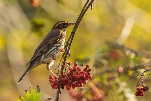 istock Redwing Turdus iliacus bird, eating berries in a forest 1078598838