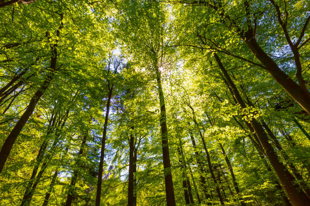 Forest in Summer. Green leaves and sunlight effect through the branches. stock photo