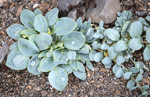 Mertensia maritima a species of flowering plant in the borage family known by the common names oysterleaf, oysterplant or sea bluebells. It grows on gravel ground in the Northern hemisphere. It is called oysterplant because leaves taste of oyster.