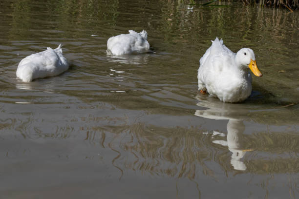 istock Two large white Aylesbury Pekin ducks with head below surface searching for food whilst a third looks away 1078605502