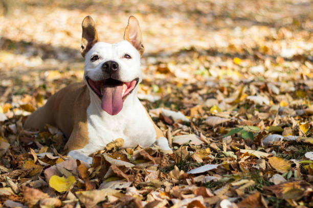 istock Portrait of a happy dog 1078611582