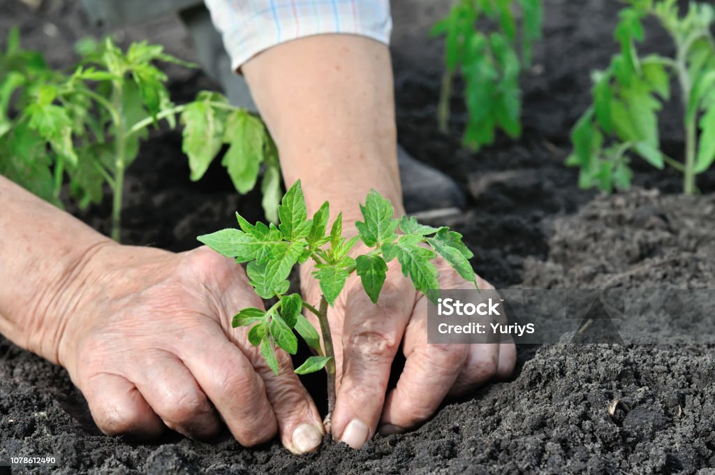 close-up of gardener's hands planting a tomato seedling close-up of gardener's hands planting a tomato seedling in the vegetable garden Tomato Stock Photo