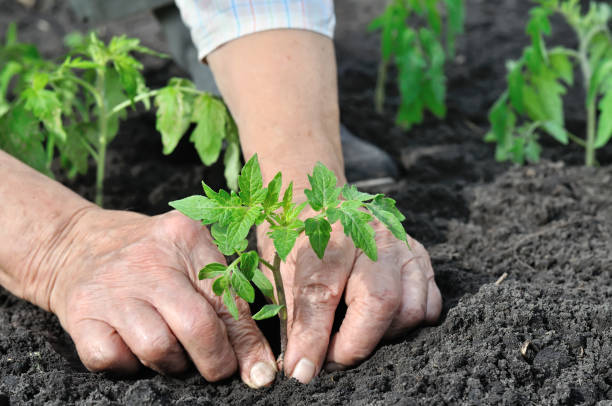 close-up of gardener's hands planting a tomato seedling close-up of gardener's hands planting a tomato seedling in the vegetable garden tomato plant stock pictures, royalty-free photos & images