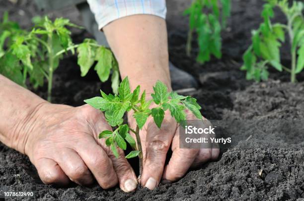 Closeup Of Gardeners Hands Planting A Tomato Seedling Stock Photo - Download Image Now