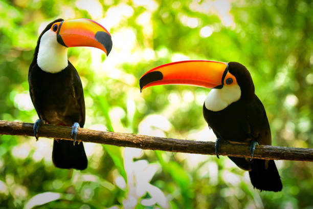 Two Toco Toucan Birds stock photo