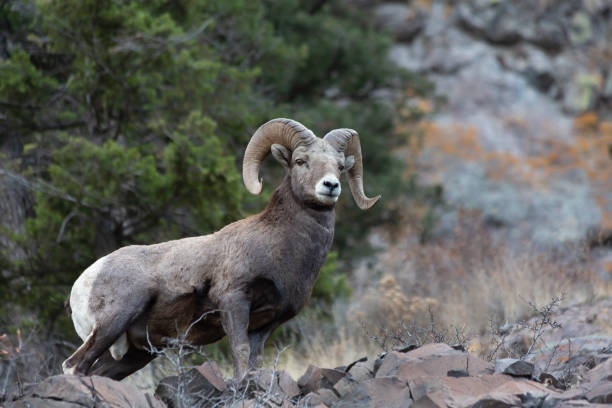 istock Wild Bighorn sheep in Montana 1078615578