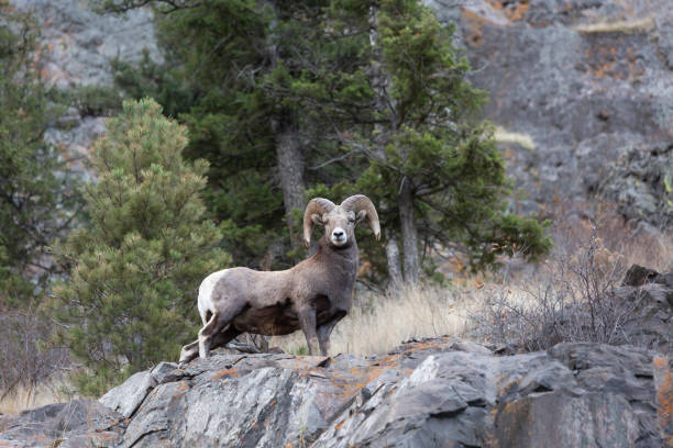 istock Wild Bighorn sheep in Montana 1078616728