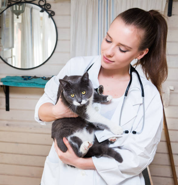 istock Veterinarian examining cat 1078622894