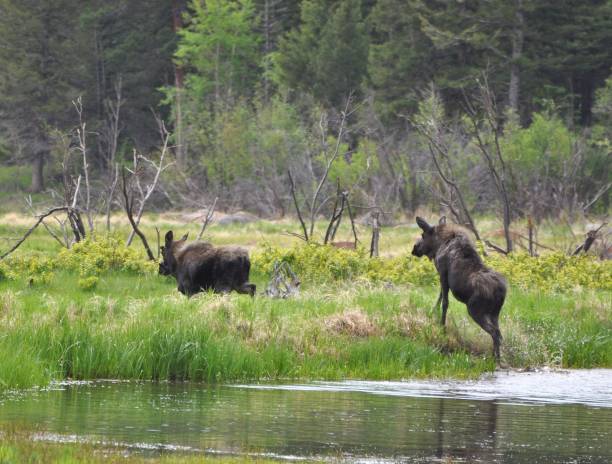 istock Moose chasing moose near lake 1078624866