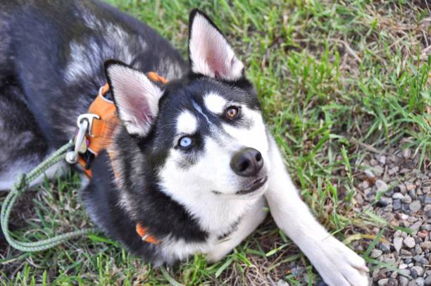 husky perro con el ojo azul sonriendo fuera - 5519 fotografías e imágenes de stock
