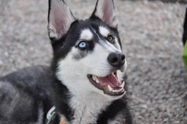 istock Siberian husky smiling while camping in the high country 1078625368