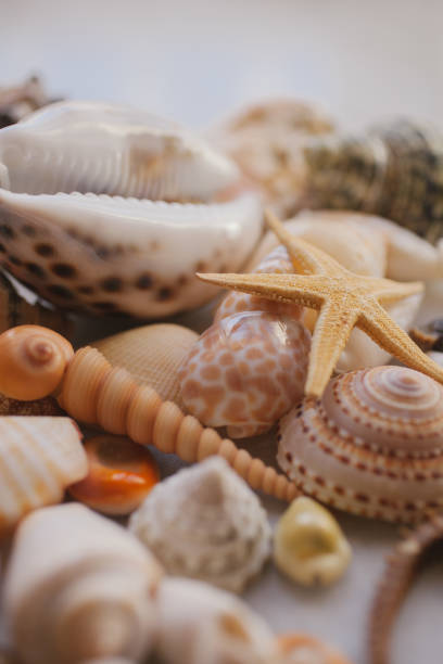 istock Seashells background, lots of beautiful seashells and starfish. Vertical composition. 1078637190