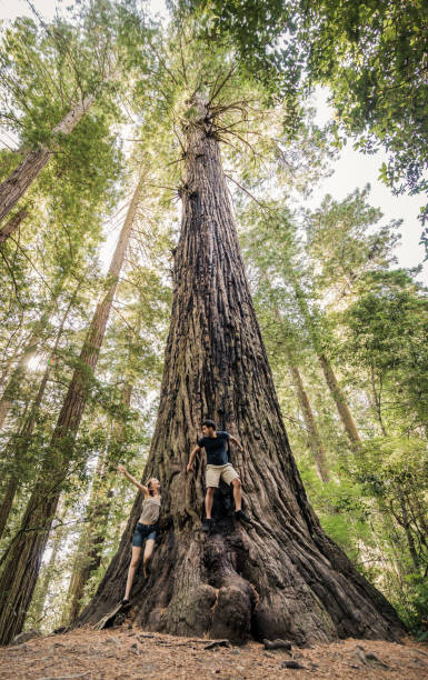 Portrait of a beautiful young couple playing at the base of an ancient Redwood tree in Northern California stock photo