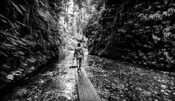 Young man walks on a wooden plank path in Fern Canyon, Northern California stock photo
