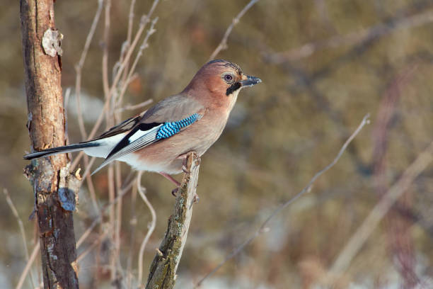 istock Eurasian jay (Garrulus glandarius) sits on a broken branch in a forest park in early spring. 1078643052