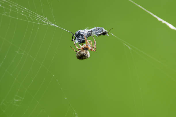 A spider is sitting on a web and eating a leaf. The spider is brown and has a web around it
