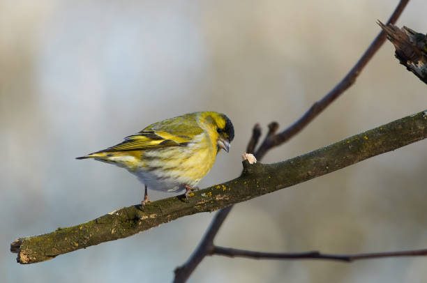 istock Siskin (Spinus spinus) sits on a dry branch in the winter forest park. 1078643148