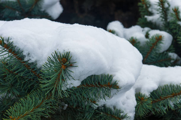 istock Green fluffy fir tree branch in the snow 1078644728