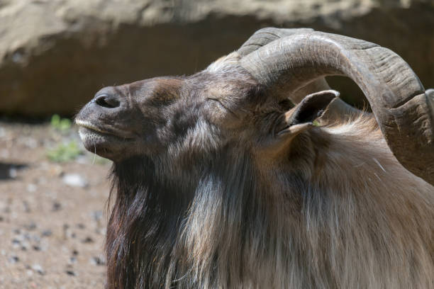 istock Markhor goat sunbathing lying on dirt with view of rock and tree trunk 1078652750