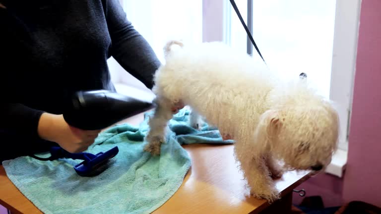 Groomer dries the bichon frise dog with a hair dryer and combs excess wool