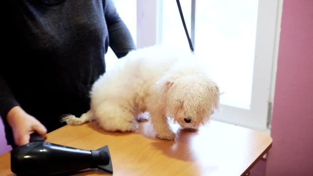 Groomer dries the bichon frise dog with a hair dryer after washing