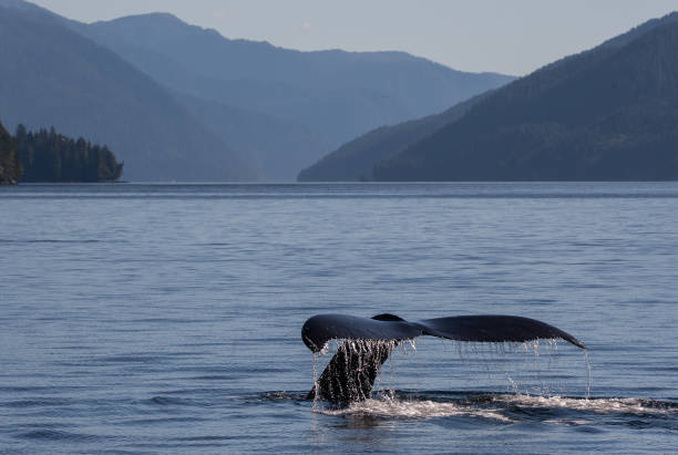 istock Humpback Whale in Front of Mountains 1078653438