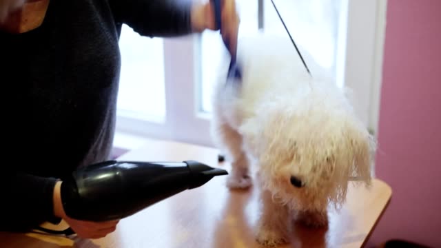 Woman groomer dries bichon frise dog hair with hair dryer after bathing