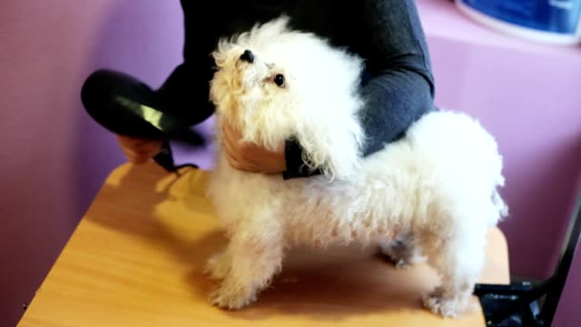 Woman groomer dries bichon frise dog hair with hair dryer after bathing