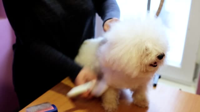 Woman groomer combing white fluffy dog breed Bichon Frize