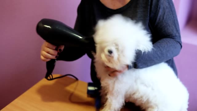 Woman groomer dries fluffy bichon frise dog hair with hair dryer after bathing