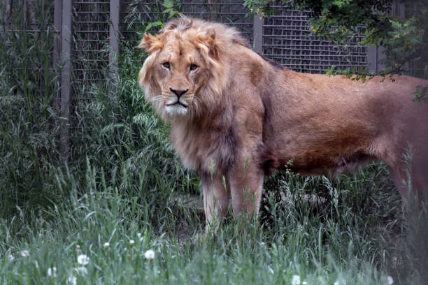 istock Beautiful young lion looking at the camera in a grass field 1078658732
