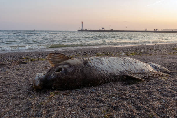 Dead fish on a beach at sunset view of the ocean