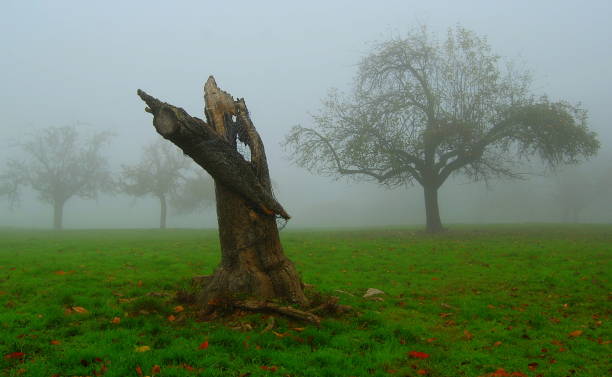 istock Autumn in the apple garden 1078667326