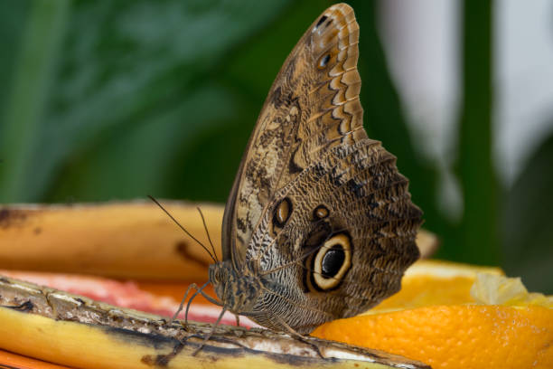 istock Butterfly drinks banana juice 1078668972